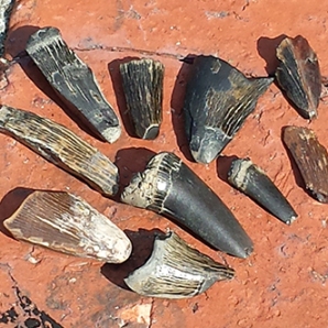 Mosasaur tooth fragments