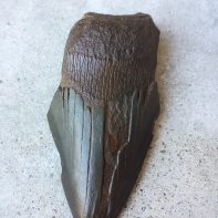 Megalodon fragment
