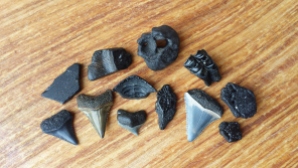 This pic shows many of my favorites from sitting in the shell hash, and one that was given to me. Top arch: Fossil Ivory (given to me), fossil ivory that I found, a diseased vertebra, a deer tooth, armadillo scute. Lower arch: great white, great white, pufferfish mouthplate, posterior megalodon, garfish scale, great white, armadillo scute