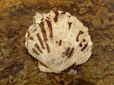 Chesapecten. This one had both valves attached!