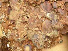 A whole BED of Chesapecten!